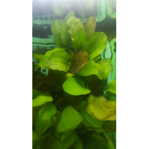 ЭХИНОДОРУС ФЭНСИ ТВИСТ НА КОЧКЕ