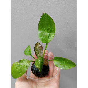 ЭХИНОДОРУС ФЭНСИ ТВИСТ НА КОЧКЕ