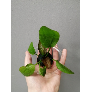 ЭХИНОДОРУС ФЭНСИ ТВИСТ НА КОЧКЕ