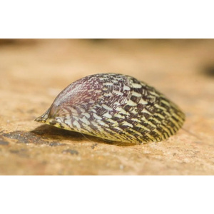 УЛИТКА СЕПТАРИЯ - Septaria porcellana