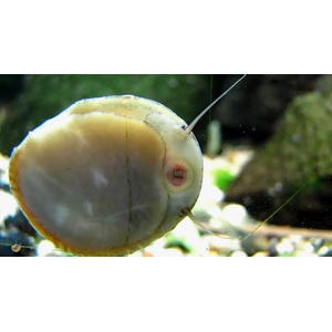 УЛИТКА СЕПТАРИЯ - Septaria porcellana