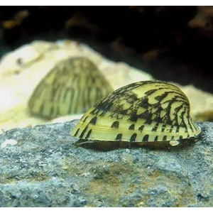 УЛИТКА СЕПТАРИЯ - Septaria porcellana