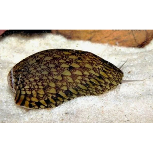 УЛИТКА СЕПТАРИЯ - Septaria porcellana