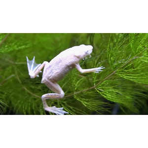ЛЯГУШКА КАРЛИК ГИМЕНОХИРУС БЕТТГЕРА БЕЛАЯ- Hymenochirus Boettgeri