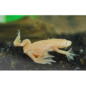 Hymenochirus boettgeri — вид земноводных семейства пиповых, также известен как карликовый когтеносец или когтеносец Бёттгера. Видовое название дано в честь немецкого зоолога Оскара Бёттгера (1844–1910).