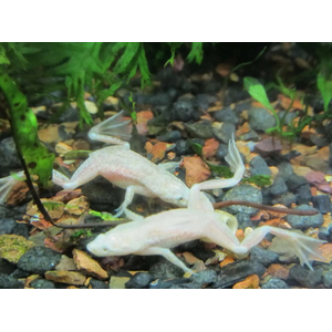 Hymenochirus boettgeri — вид земноводных семейства пиповых, также известен как карликовый когтеносец или когтеносец Бёттгера. Видовое название дано в честь немецкого зоолога Оскара Бёттгера (1844–1910).