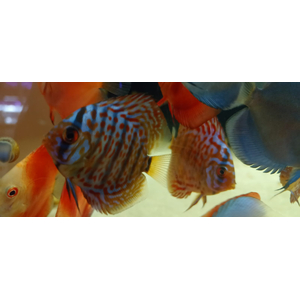 ДИСКУС ЗМЕИНАЯ КОЖА КРАСНАЯ