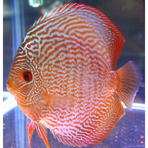 ДИСКУС ЗМЕИНАЯ КОЖА КРАСНАЯ