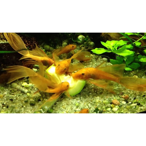 АНЦИСТРУС КРАСНЫЙ ВУАЛЕВЫЙ