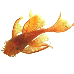 АНЦИСТРУС КРАСНЫЙ ВУАЛЕВЫЙ