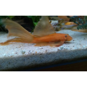 АНЦИСТРУС КРАСНЫЙ ВУАЛЕВЫЙ