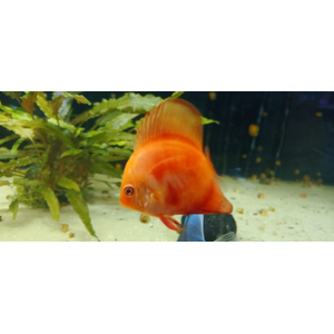 ДИСКУС МАЛЬБОРО КРАСНЫЙ