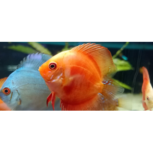 ДИСКУС МАЛЬБОРО КРАСНЫЙ