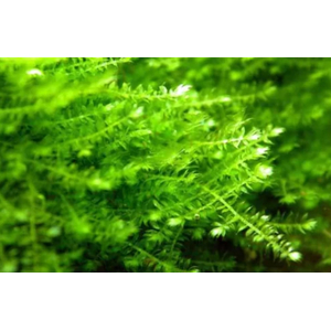 МОХ ANCHOR Якорный