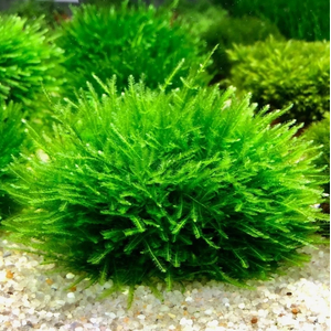 МОХ ANCHOR Якорный