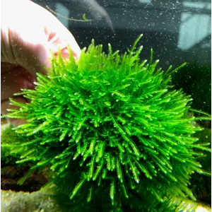 МОХ ANCHOR Якорный