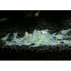 КРЕВЕТКА СНЕЖИНКА - Neocaridina