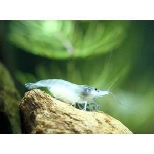 КРЕВЕТКА СНЕЖИНКА - Neocaridina