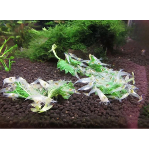 КРЕВЕТКА СНЕЖИНКА - Neocaridina