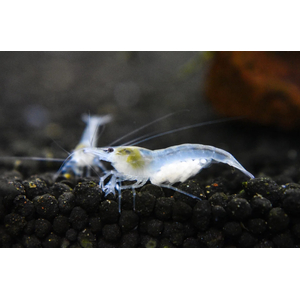 КРЕВЕТКА СНЕЖИНКА - Neocaridina