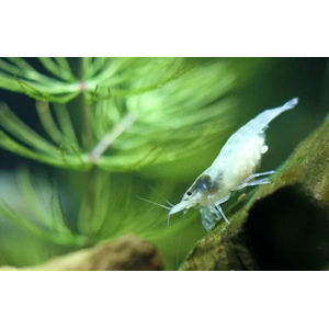 КРЕВЕТКА СНЕЖИНКА - Neocaridina