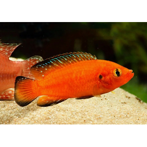 ХЕМИХРОМИС ЭКЗУЛ - БОРДОВАЯ ЖЕМЧУЖИНА