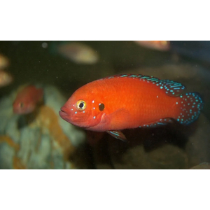 ХЕМИХРОМИС ЭКЗУЛ - БОРДОВАЯ ЖЕМЧУЖИНА