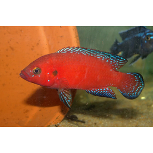 ХЕМИХРОМИС ЭКЗУЛ - БОРДОВАЯ ЖЕМЧУЖИНА