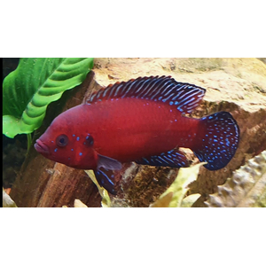 ХЕМИХРОМИС ЭКЗУЛ - БОРДОВАЯ ЖЕМЧУЖИНАХЕМИХРОМИС ЭКЗУЛ - БОРДОВАЯ ЖЕМЧУЖИНА