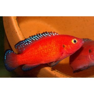 ХЕМИХРОМИС ЭКЗУЛ - БОРДОВАЯ ЖЕМЧУЖИНА