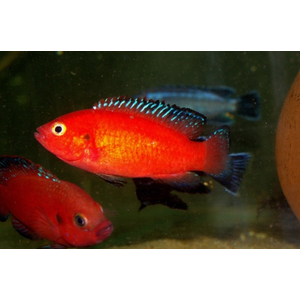 ХЕМИХРОМИС ЭКЗУЛ - БОРДОВАЯ ЖЕМЧУЖИНА