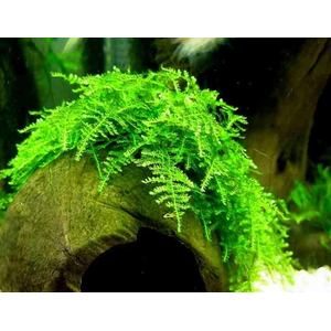 МОХ КРИСТМАС - Vesicularia montagnei, англ. Christmas moss