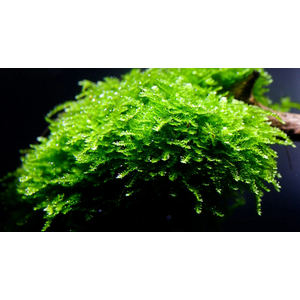 МОХ КРИСТМАС - Vesicularia montagnei, англ. Christmas moss