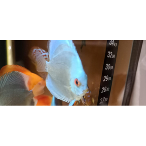 ДИСКУС СИНЯЯ ПУДРА