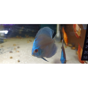 ДИСКУС СИНЯЯ ПУДРА