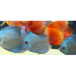 ДИСКУС СИНЯЯ ПУДРА