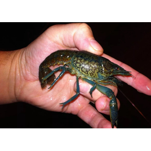 РАК МРАМОРНЫЙ 3-4см - Procarambus virginalis