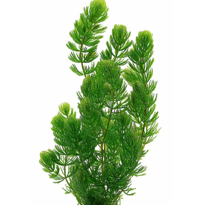 РОГОЛИСТНИК