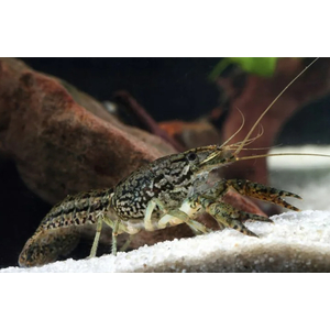 РАК МРАМОРНЫЙ 3-4см - Procarambus virginalis