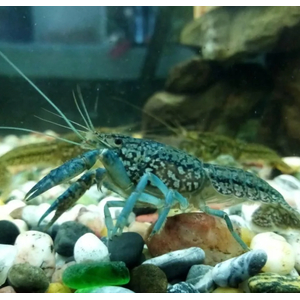 РАК МРАМОРНЫЙ 3-4см - Procarambus virginalis