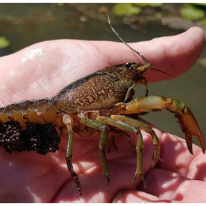 РАК МРАМОРНЫЙ 3-4см - Procarambus virginalis