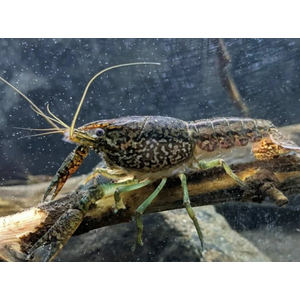 РАК МРАМОРНЫЙ 3-4см - Procarambus virginalis