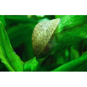 УЛИТКА СЕПТАРИЯ - Septaria porcellana