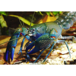 РАК СИНИЙ ЯББИ 6 см - Cherax destructor