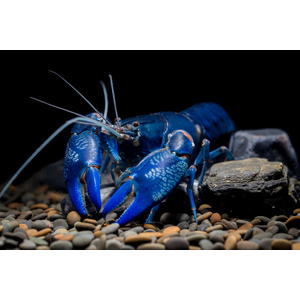 РАК СИНИЙ ЯББИ 6 см - Cherax destructor