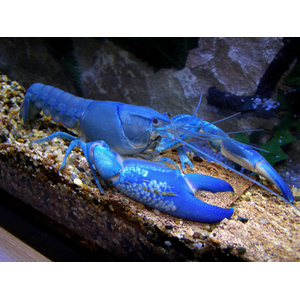 РАК СИНИЙ ЯББИ 6 см - Cherax destructor