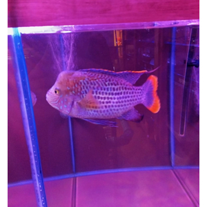 Акара бирюзовая Самец