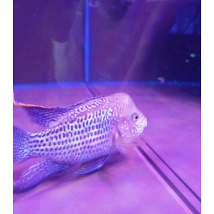 Акара бирюзовая Самец