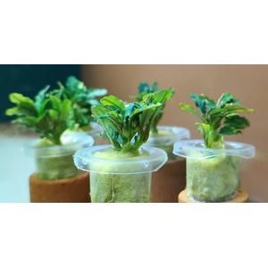 БУЦЕФАЛАНДРА МИНИ ЧЕРНЫЙ КОВЕР - Bucephalandra mini black carpet