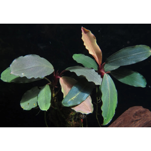 БУЦЕФАЛАНДРА ТЕЙЯ